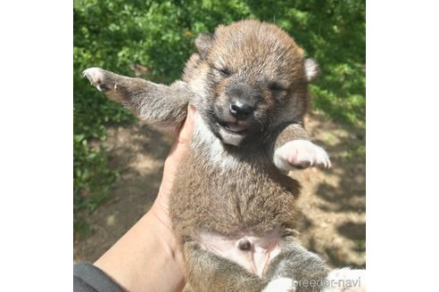 販売中の岐阜県の柴犬-308391の7枚目