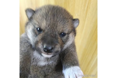 成約済の岐阜県の柴犬-308391の10枚目