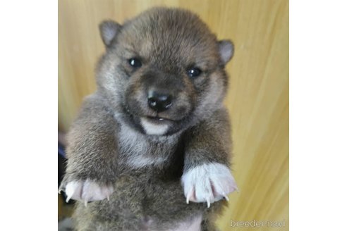 成約済の岐阜県の柴犬-308391の5枚目