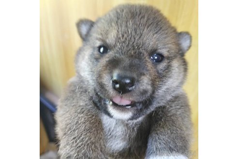 成約済の岐阜県の柴犬-308391の6枚目