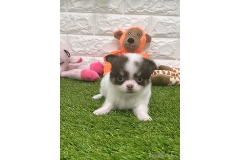 成約済の愛知県のチワワ(ロングコート)-310956の2枚目