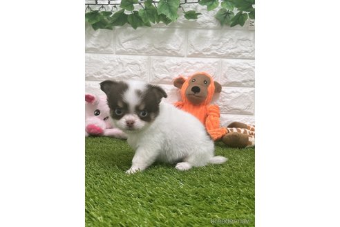 成約済の愛知県のチワワ(ロングコート)-310956の4枚目