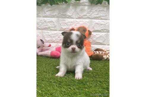 成約済の愛知県のチワワ(ロングコート)-310956の1枚目