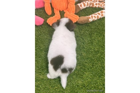 成約済の愛知県のチワワ(ロングコート)-310956の5枚目