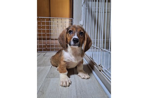 成約済の神奈川県のミックス犬-297309の2枚目