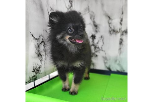 成約済の茨城県のポメラニアン-299648の39枚目