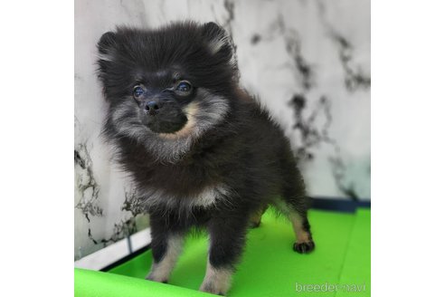 成約済の茨城県のポメラニアン-299648の38枚目
