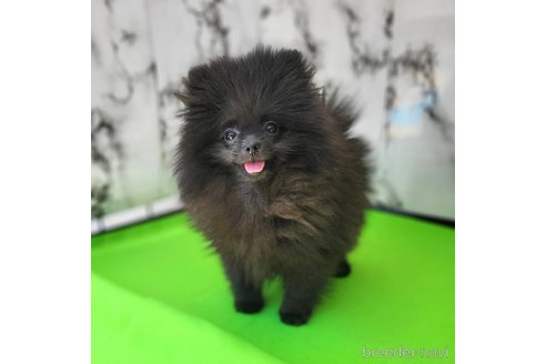 成約済の茨城県のポメラニアン-302648の1枚目