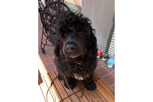 成約済の東京都のその他の犬種-298708の4枚目