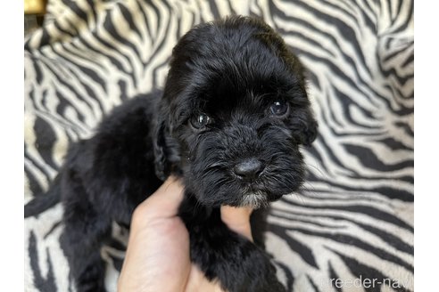 成約済の茨城県のコッカプー:アメリカンコッカースパニエル×トイプードル-309494の10枚目