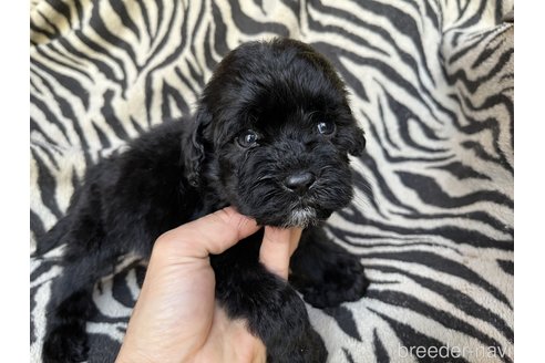 成約済の茨城県のコッカプー:アメリカンコッカースパニエル×トイプードル-309494の8枚目