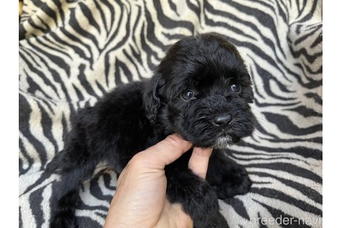 成約済の茨城県のコッカプー:アメリカンコッカースパニエル×トイプードル-309494の7枚目