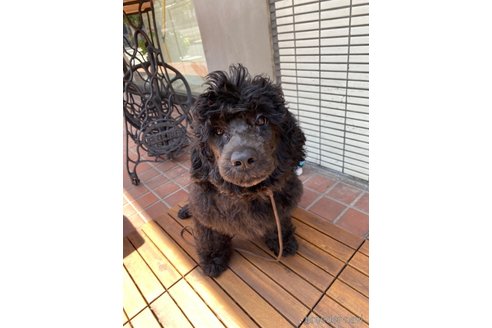 成約済の東京都のその他の犬種-298701の11枚目