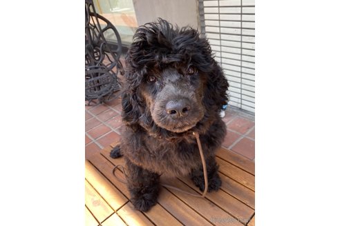 成約済の東京都のその他の犬種-298701の10枚目