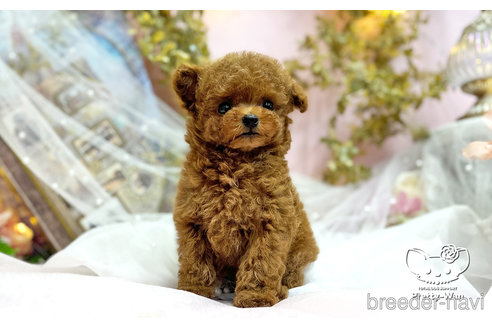 成約済の愛知県のティーカッププードル-311055の6枚目