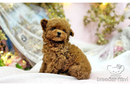 成約済の愛知県のティーカッププードル-311055の7枚目