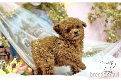 成約済の愛知県のティーカッププードル-311055の8枚目