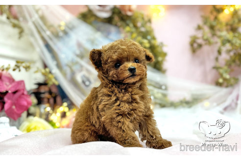 成約済の愛知県のティーカッププードル-311055の9枚目