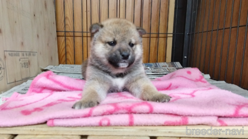 成約済の岡山県の柴犬-308661の1枚目