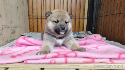 成約済の岡山県の柴犬-308661