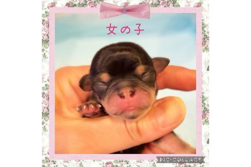 成約済の静岡県のチワワ(スムースコート)-311077の6枚目