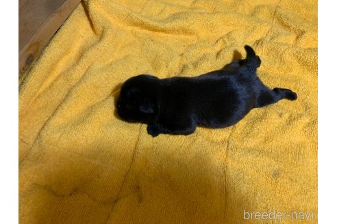 成約済の岐阜県のパグ-311088の18枚目