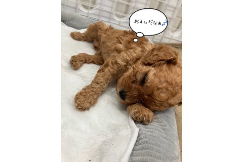 成約済の滋賀県のトイプードル-310732の37枚目