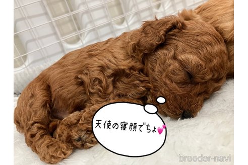 成約済の滋賀県のトイプードル-310731の7枚目