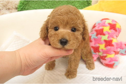 大阪府のトイプードル｜男の子・2024/03/27生まれ・アプリコット