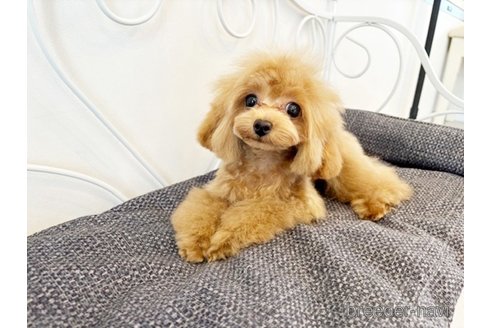 成約済の佐賀県のトイプードル-300544の4枚目