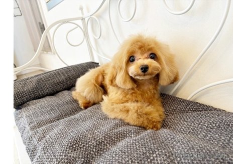 成約済の佐賀県のトイプードル-300544の3枚目