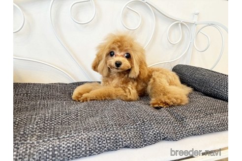 成約済の佐賀県のトイプードル-300544の2枚目