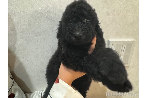 成約済の千葉県のスタンダードプードル-307021の20枚目