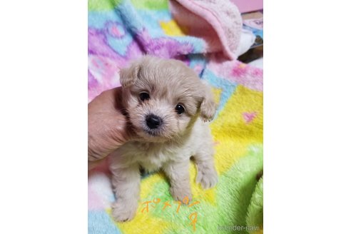 成約済の茨城県のポメプー:ポメラニアン×トイプードル-311152の1枚目