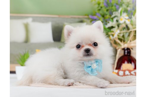 成約済の神奈川県のポメチワ:ポメラニアン×チワワ-311161の2枚目