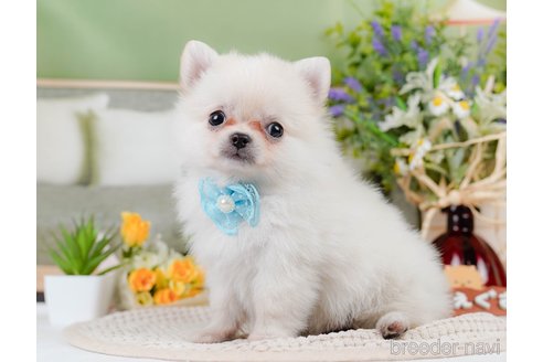 成約済の神奈川県のポメチワ:ポメラニアン×チワワ-311161の4枚目