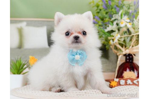 成約済の神奈川県のポメチワ:ポメラニアン×チワワ-311161の5枚目