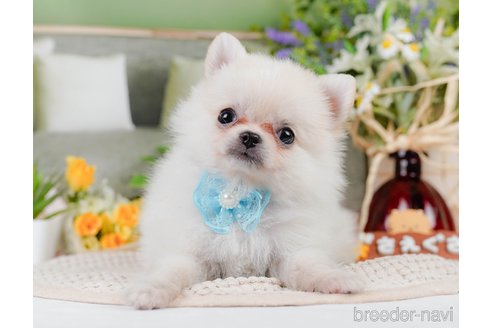 成約済の神奈川県のポメチワ:ポメラニアン×チワワ-311161の3枚目