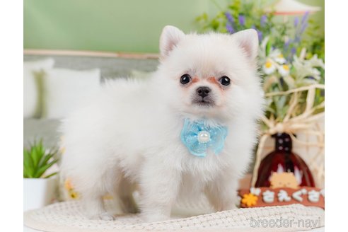 成約済の神奈川県のポメチワ:ポメラニアン×チワワ-311161