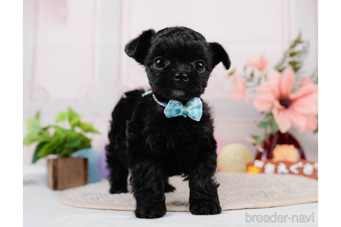 成約済の神奈川県のチワプー:チワワ×トイプードル-311164の2枚目