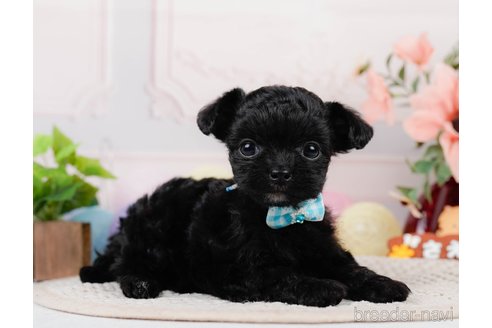 成約済の神奈川県のチワプー:チワワ×トイプードル-311164の3枚目