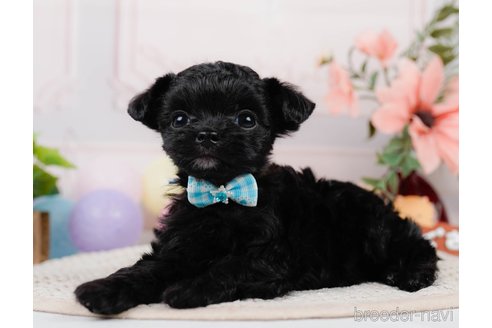 成約済の神奈川県のチワプー:チワワ×トイプードル-311164の4枚目