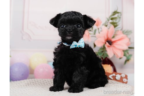 成約済の神奈川県のチワプー:チワワ×トイプードル-311164の5枚目