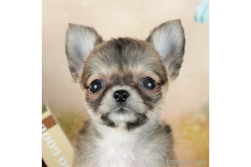 茨城県のチワワ(ロングコート)｜女の子・2024/02/25生まれ・フォーン