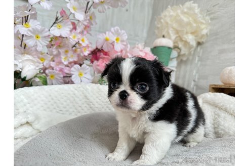 成約済の京都府のミックス犬-311194の3枚目