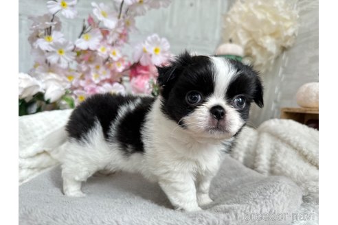 成約済の京都府のミックス犬-311194の5枚目