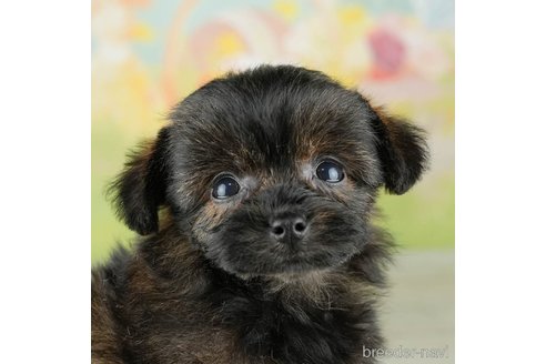 成約済の千葉県のチワプー:チワワ×トイプードル-311198の1枚目