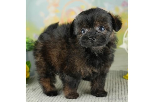 成約済の千葉県のチワプー:チワワ×トイプードル-311198の4枚目