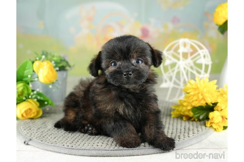 成約済の千葉県のチワプー:チワワ×トイプードル-311198の5枚目