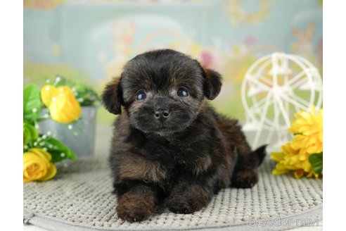 成約済の千葉県のチワプー:チワワ×トイプードル-311198の2枚目